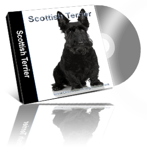 scottish terrier grooming class