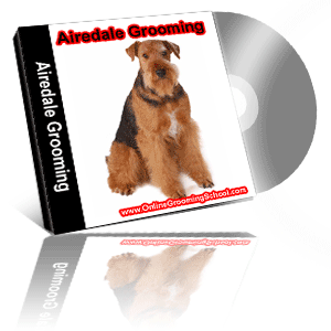 airdale grooming class