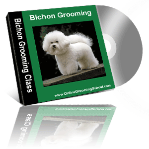 bichon grooming class