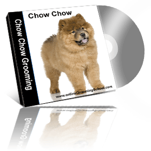 chow chow grooming class