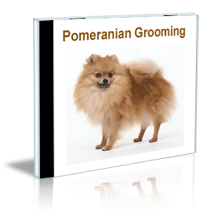 pomeranian grooming video