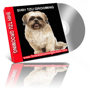 shitzu grooming class