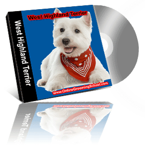 west highland terrier grooming class